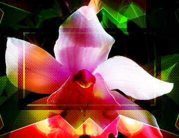 FX №267182 template Orchid Bloom Dreams: A Background of Holiday Joy