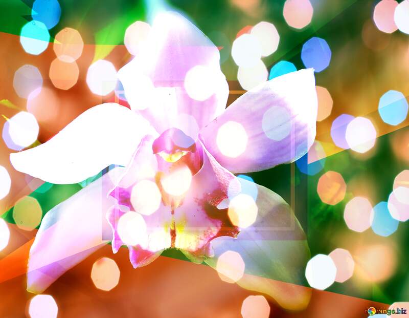 Celestial Orchid: Holiday Wishes in the Background №26611