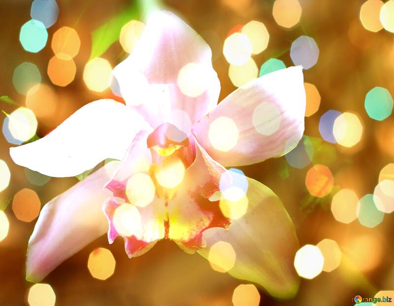 Dreamy Orchid Whispers: Holiday Background Bliss №26611