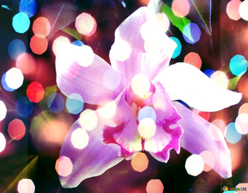 Elegant Orchid Harmony: A Holiday Wish Background №26611