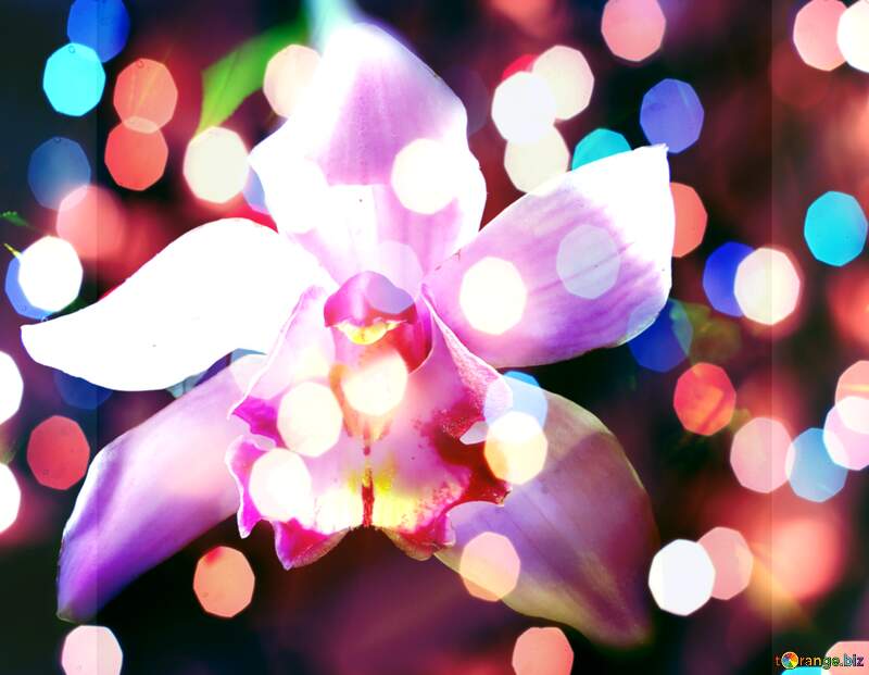 Elegant Orchid Wishes: A Holiday Background Dream №26611