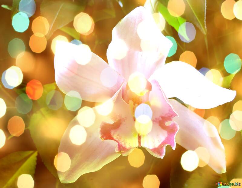 Enchanting Orchid Harmony: Holiday Background Beauty №26611