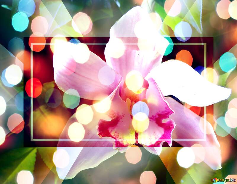 Enchanting Orchid Wishes: A Holiday Background Bliss №26611