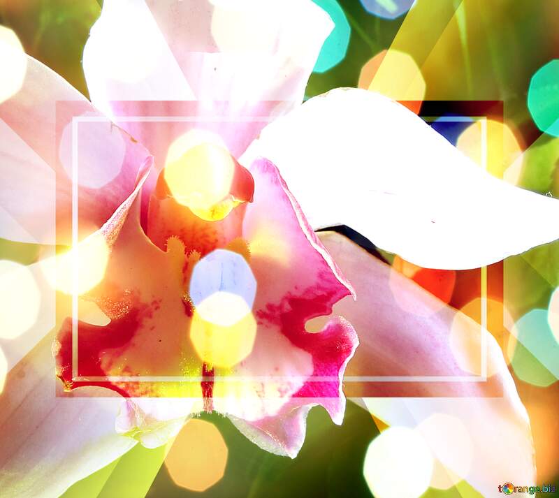 Фон з квітів орхідеї №26611