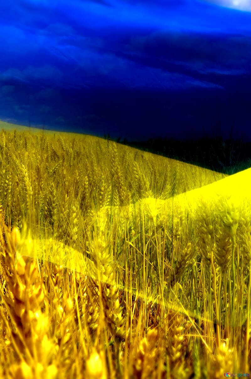 Golden Wheat Fields Under Dramatic Blue Sky №33620