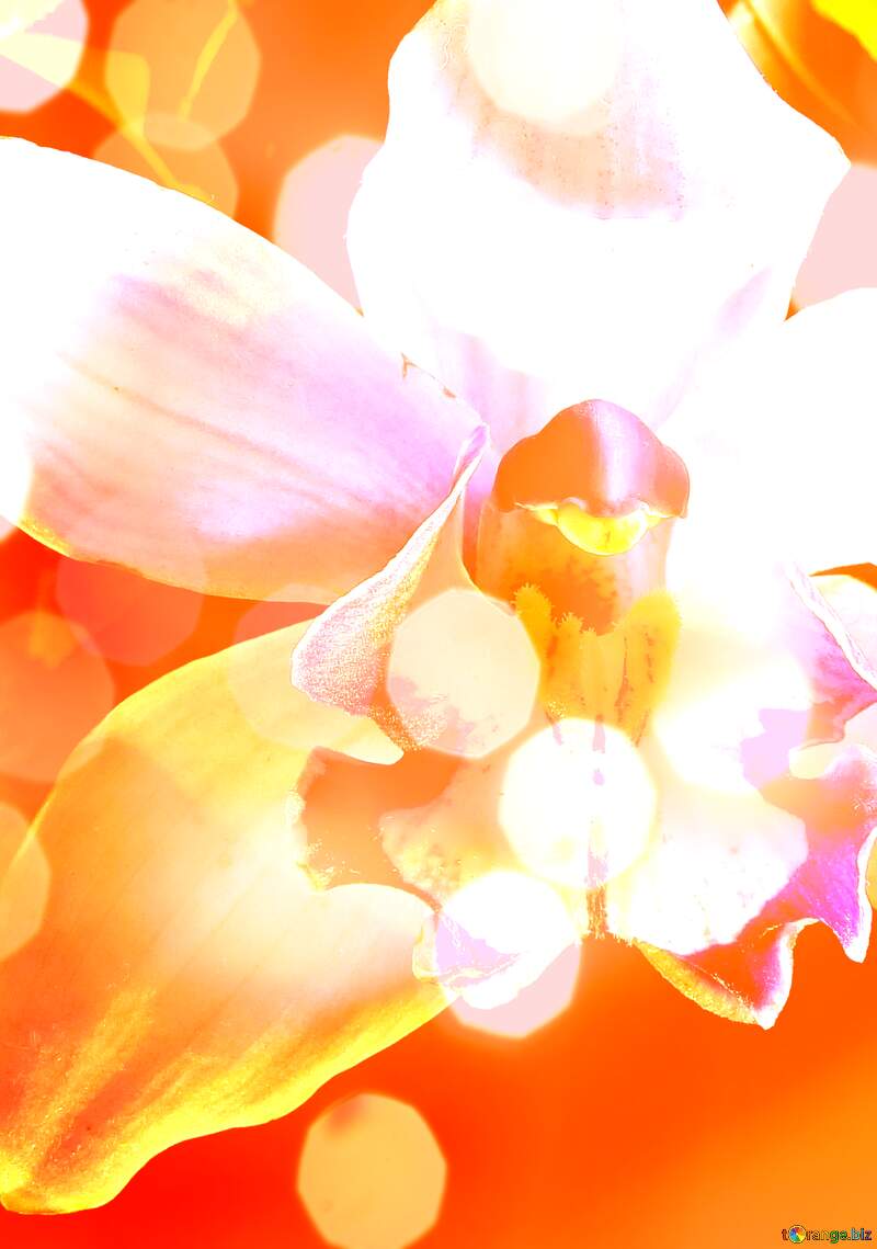 Holiday Orchid Harmony: Wishing You Joyful Background №26611