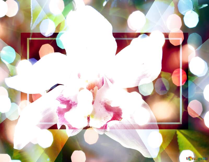 Holiday Orchid Serenity: Wishing You Background Joy №26611