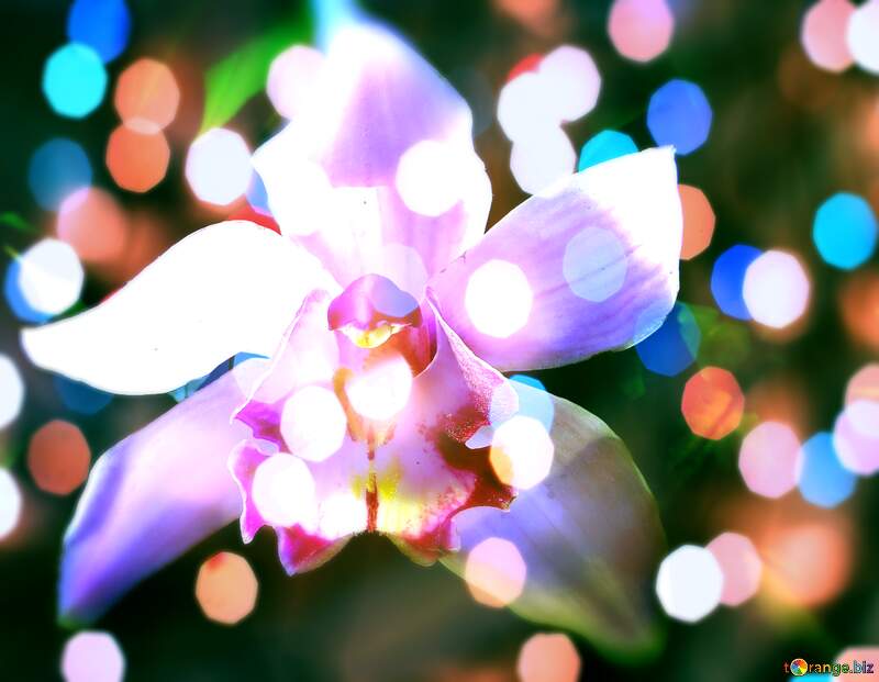 Holiday Orchid Symphony: Wishing You Background Joy №26611