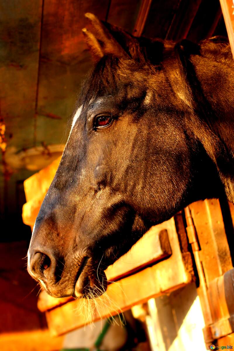 Majestic Black Horse in Sunlit Stable – Captivating Equine Portrait №37206