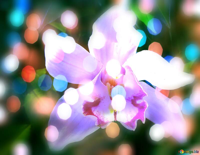 Orchid Bloom Dreams: A Holiday Background Delight №26611