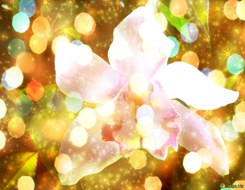 Orchid Dreams Unveiled: Holiday Background Bliss №26611