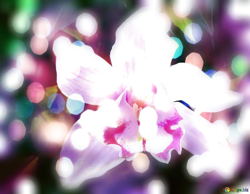 Orchid Flower Holiday Wish Background №26611