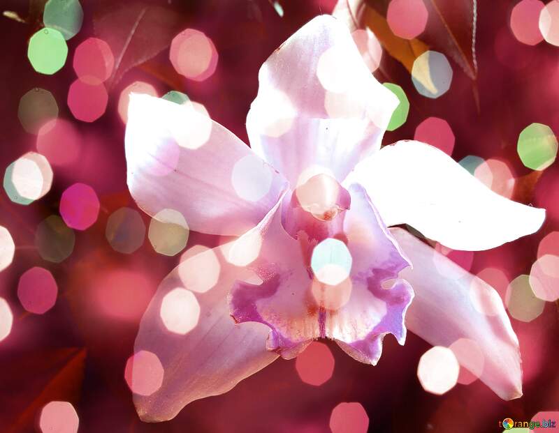 Orchid Flower Holiday Wish Fteal №26611