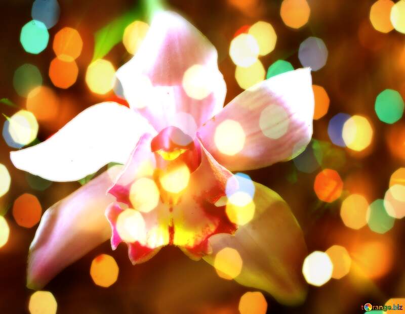 Orchid Oasis of Wishes: A Holiday Background Dream №26611