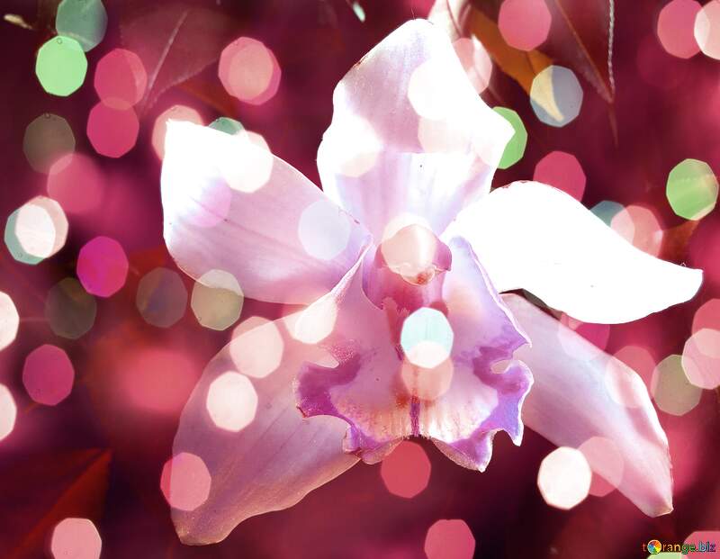 Orchid Symphony of Wishes: A Holiday Background Joy №26611