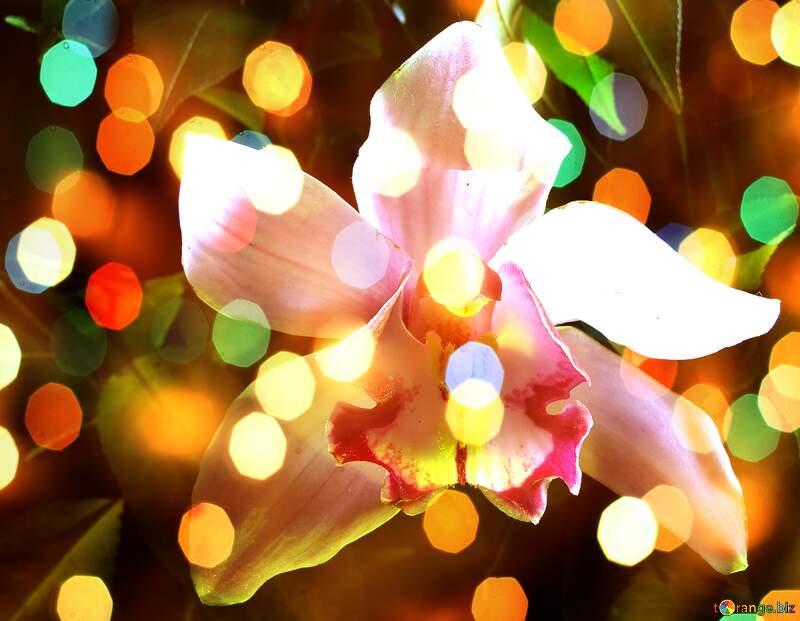 Orchid Wishes Unveiled: A Background of Holiday Joy №26611