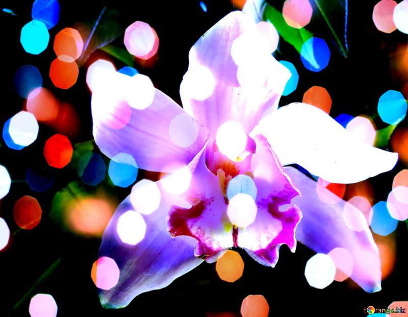 Serene Orchid Wishes: Wishing You Holiday Background №26611