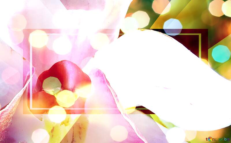 Stunning Floral Abstraction with Dreamy Bokeh Effects №26611