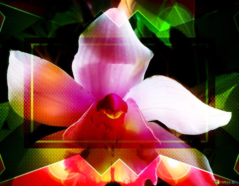 template Orchid Bloom Dreams: A Background of Holiday Joy №26611