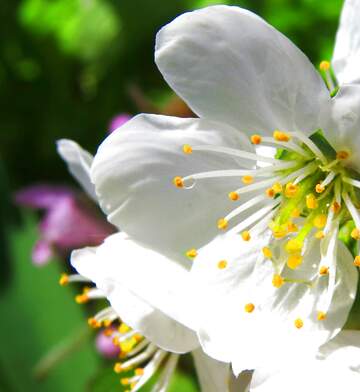 FX №268165 Beautiful Blossom: White Flowers with Vibrant Yellow Stamens in Spring Garden