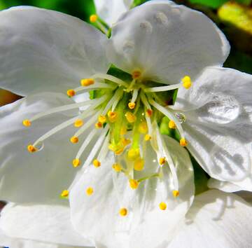 FX №268161 Beautiful White Blossom with Bright Yellow Stamen: Nature`s Intricate Design