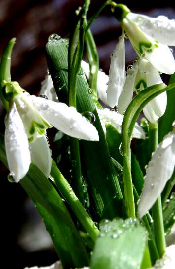 FX №268722 Delicate Snowdrops: Nature`s Winter Blooming Marvels