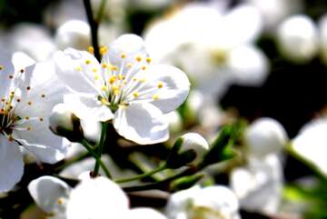 FX №268850 Delicate White Blossoms: A Springtime Celebration of Nature`s Beauty