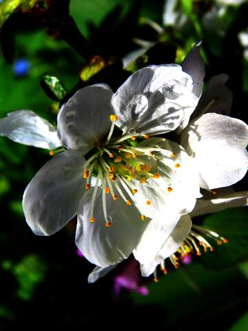 FX №268170 Elegant White Blossom Captured in Nature`s Vibrant Palette