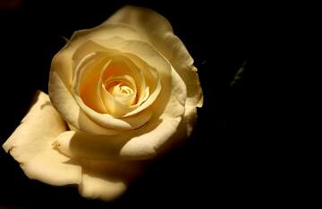 FX №268995 Elegant White Rose in Dramatic Lighting: Nature`s Timeless Beauty