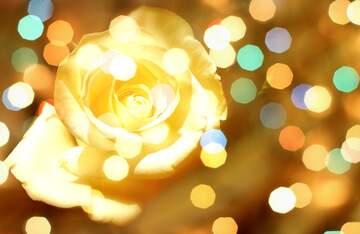 FX №268997 Enchanting Golden Rose with Sparkling Bokeh Background