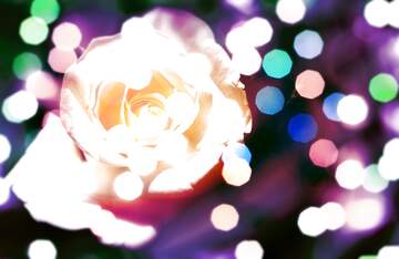 FX №268996 Enchanting Rose in Dreamy Bokeh Lights - A Floral Delight