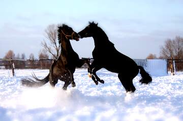 FX №268939 Majestic Black Horses Playfully Dancing in Snowy Landscape