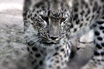 FX №268836 Majestic Leopard Close-Up Capturing Wild Beauty and Intricacy