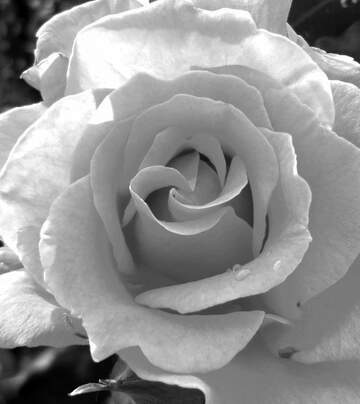 FX №268366 Stunning Black and White Close-Up of a Blooming Rose