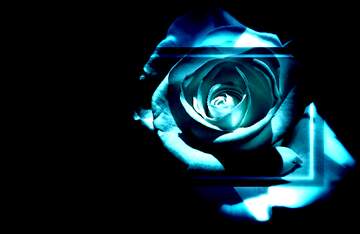 FX №269000 Stunning Blue Rose: A Symbol of Elegance and Mystery