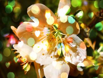 FX №268102 Stunning Floral Bloom with Bokeh Background - Vibrant Spring Blossoms