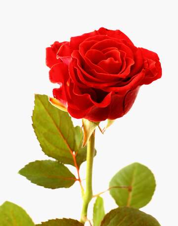 FX №268171 Stunning Red Rose Close-Up: A Symbol of Love and Elegance