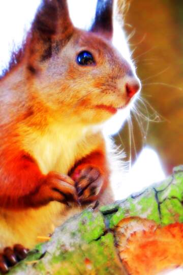 FX №268766 Surprised squirrel picture for memes