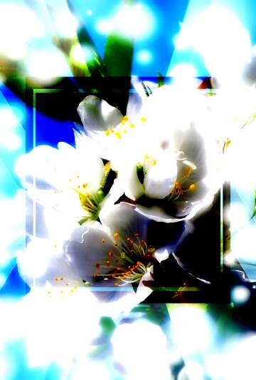 FX №268574 Vibrant Blossom Art: Ethereal White Flowers Against a Luminous Background