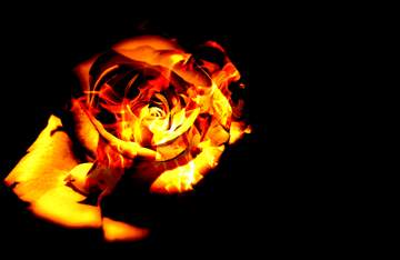 FX №268999 Vibrant Flaming Rose: A Mesmerizing Dance of Fire and Petals