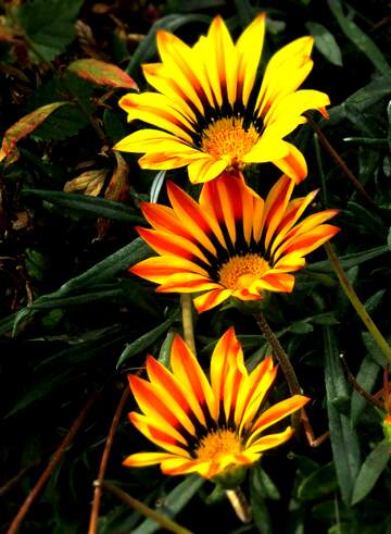 FX №268783 Vibrant Gazania Flowers in Full Bloom - A Splendid Floral Showcase