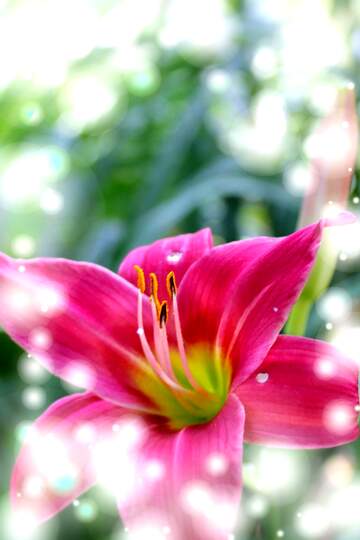 FX №268926 Vibrant Pink Lily Blossom in Dreamy Background - Floral Beauty