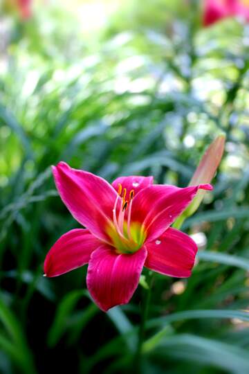 FX №268988 Vibrant Pink Lily Blossom Surrounded by Lush Green Foliage