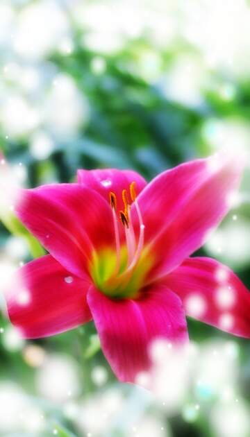 FX №268283 Vibrant Pink Lily in Soft Focus - Exquisite Floral Beauty