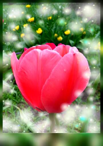 FX №268780 Vibrant Pink Tulip in a Blossoming Garden