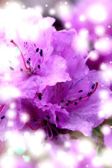 FX №268489 Vibrant Purple Azalea Blossoms Surrounded by Dreamy Bokeh Lights