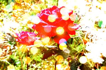 FX №268993 Vibrant Red Roses Surrounded by Dreamy Bokeh Effects