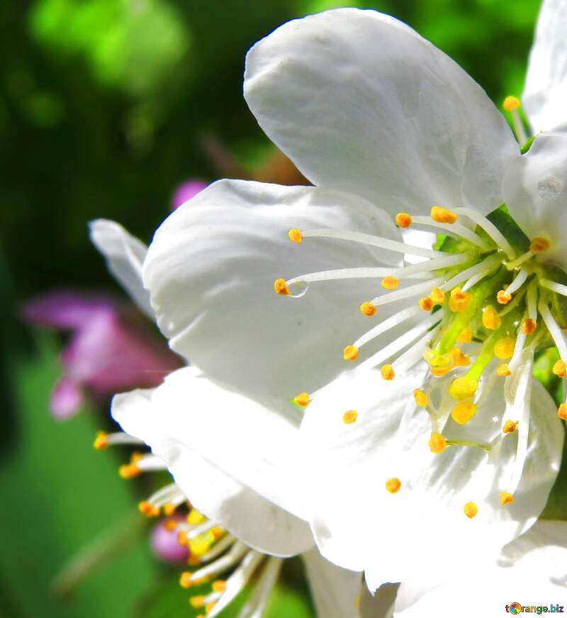 Beautiful Blossom: White Flowers with Vibrant Yellow Stamens in Spring Garden №24067