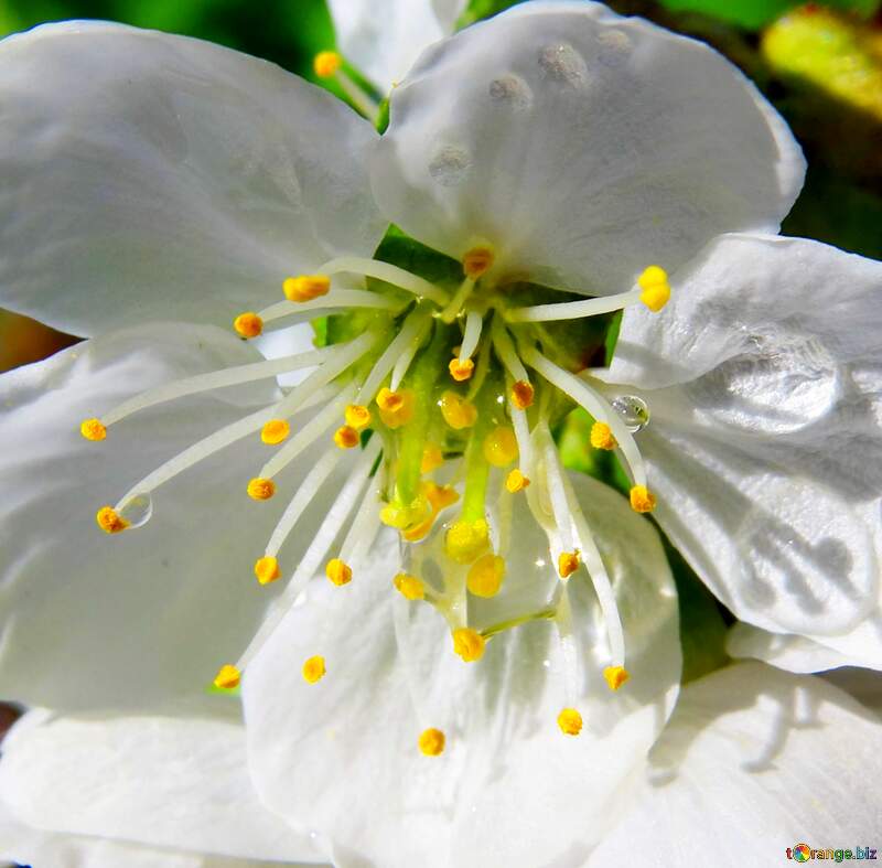 Beautiful White Blossom with Bright Yellow Stamen: Nature`s Intricate Design №24067