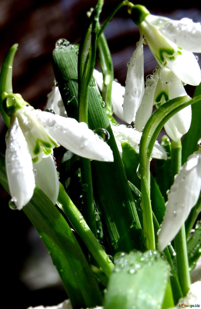 Delicate Snowdrops: Nature`s Winter Blooming Marvels №38351